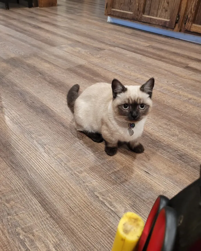 Whiskers the cat - Pet of the Week